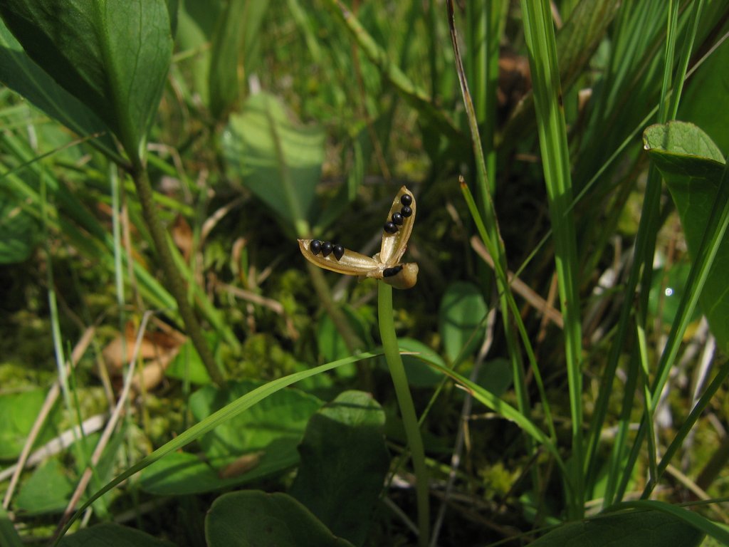 Viola palustris